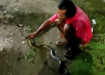 Waspada! Marak Ular di Wilayah Tangsel