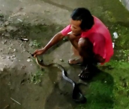 Waspada! Marak Ular di Wilayah Tangsel