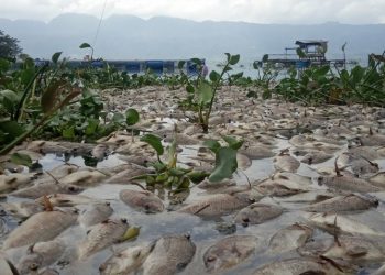 10 Ton Ikan Danau Maninjau Sumbar Mendadak Mati Massal, Fenomena Apa?