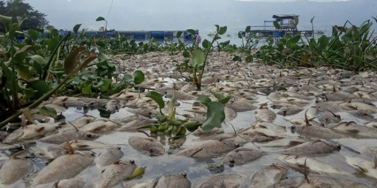 10 Ton Ikan Danau Maninjau Sumbar Mendadak Mati Massal, Fenomena Apa?