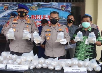 penyelundupan lobster