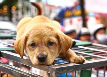 ilustrasi perdagangan daging anjing