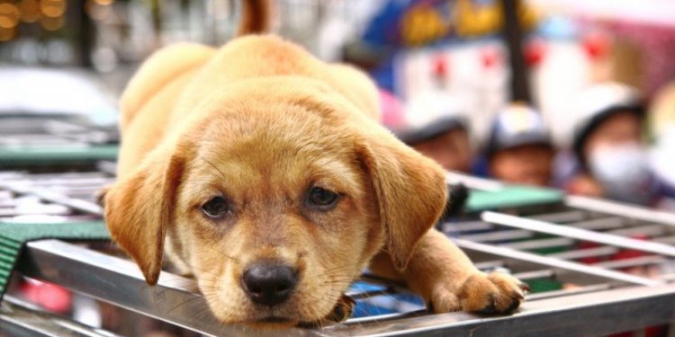 ilustrasi perdagangan daging anjing