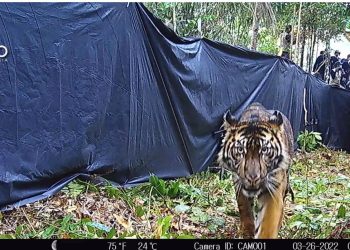 Harimau Sumatera Dilepasliarkan