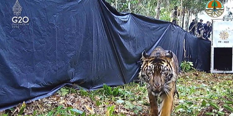 Harimau Sumatera Dilepasliarkan