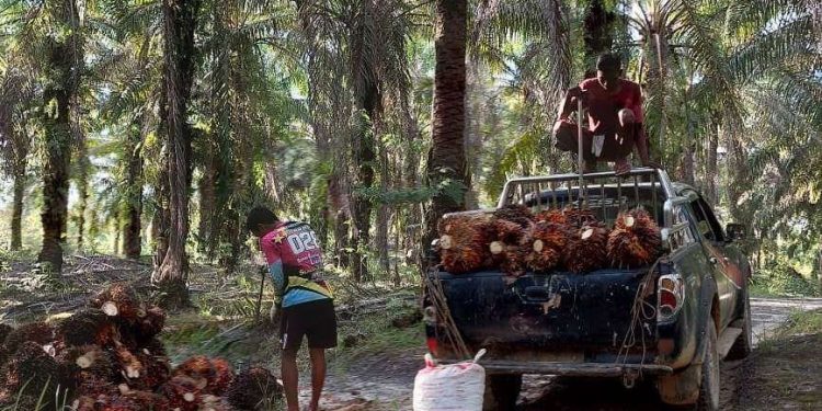 Pandemi Berlalu, KUR BRI Bangkitkan Ekonomi Petani dan UMKM di Sintang